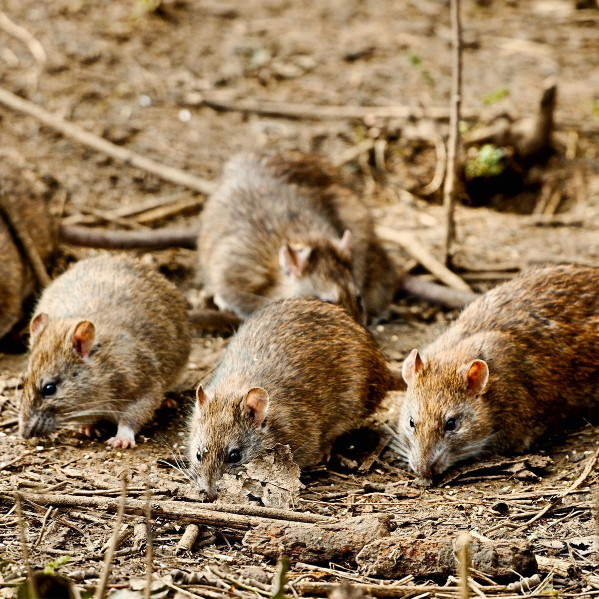 Eradication des rongeurs à Asnières-sur-Seine (92600) dans les Hauts-de-Seine (92) et en Ile de France