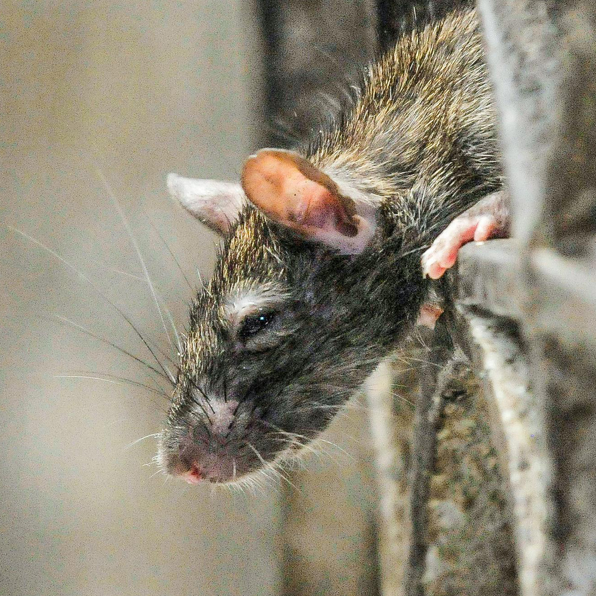 Eradication des rongeurs à Levallois Perret (92300) dans les Hauts-de-Seine (92) et en Ile de France